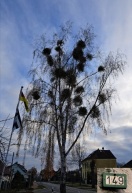 Foto: Straßenbaum  Nr. 149 